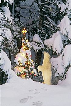 北极熊,幼兽,后腿站立,看,星,圣诞树,树林,阿拉斯加,冬天,合成效果