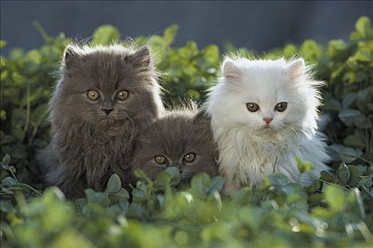 家猫,三个,小猫,两个,灰色,一个,白色,坐,一起,排列