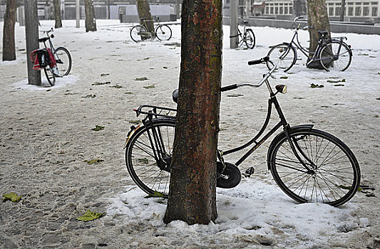 自行车,树,冬天,靠近,中央车站,阿姆斯特丹,荷兰