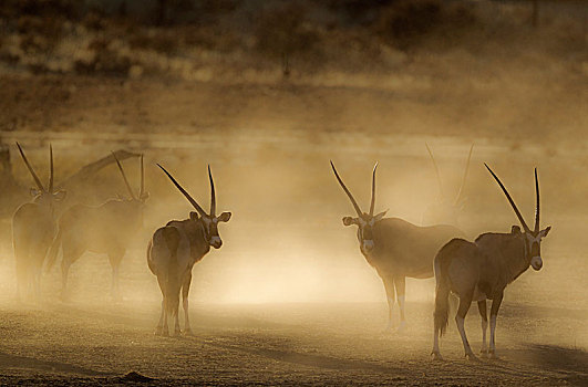 南非大羚羊,羚羊,不安,许多,灰尘,早晨,卡拉哈里沙漠,卡拉哈迪大羚羊国家公园,南非,非洲