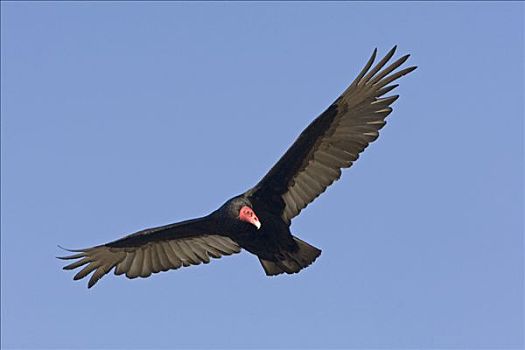 美洲鹫,红头美洲鹫,飞,岛屿,福克兰群岛