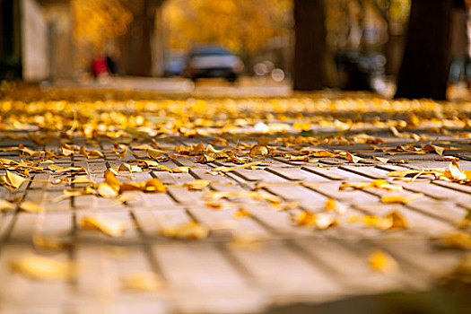 秋天落满黄色银杏叶的使馆街