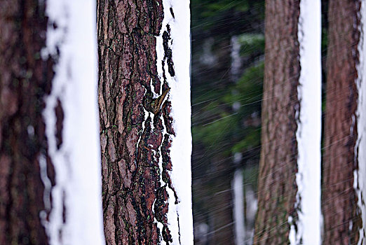 松树,冬天,瑞典