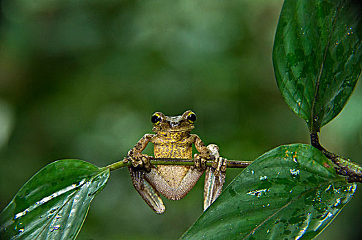 厄瓜多尔,树蛙,国家公园,亚马逊雨林