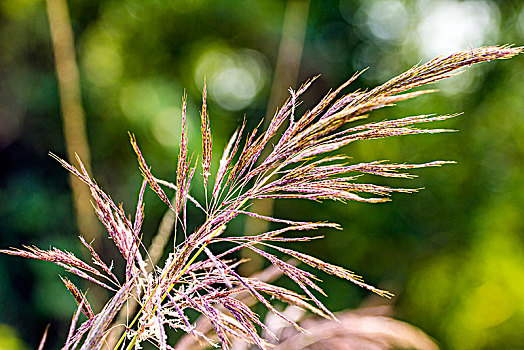 野草结籽