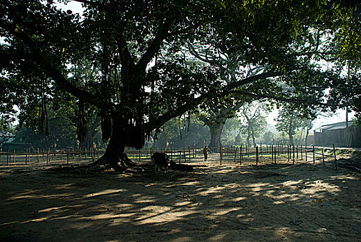 风景,达卡,孟加拉,十月,2009年