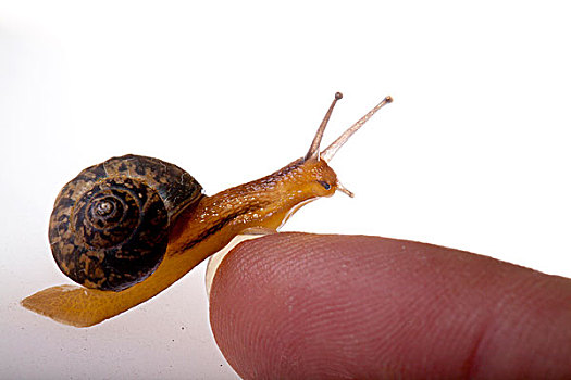 正在向手上爬的小蜗牛