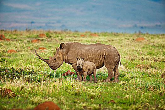 白犀牛,纳塔耳,南非