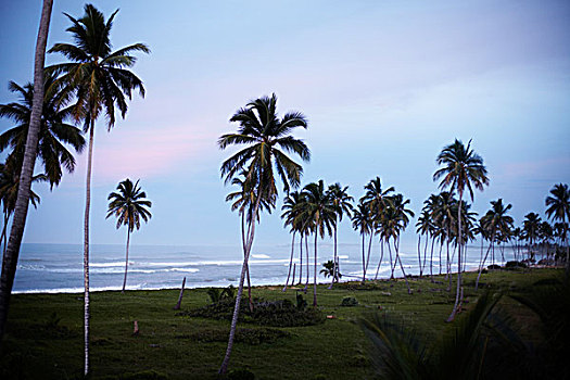 海滩,棕榈树,多米尼加共和国
