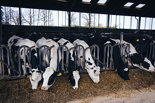 母牛,农场,乳业