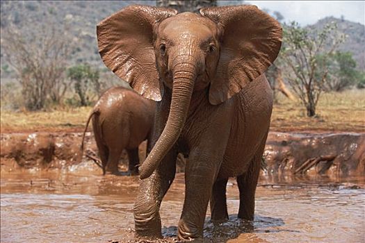 非洲象,老,孤儿,奔跑,泥,浴室,东察沃国家公园,肯尼亚