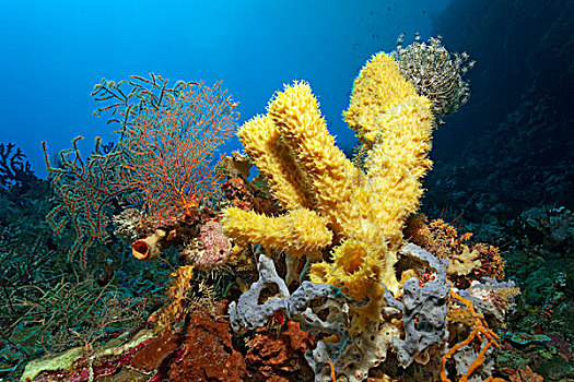 珊瑚礁,多样,海绵,珊瑚,大堡礁,联合国教科文组织,世界自然遗产,场所,太平洋,昆士兰,澳大利亚,大洋洲