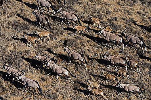 南非大羚羊,羚羊,游戏,牧场,南非