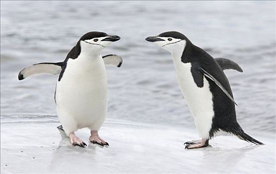 两个,帽带企鹅,阿德利企鹅属,站立,面对面,海滩,南极