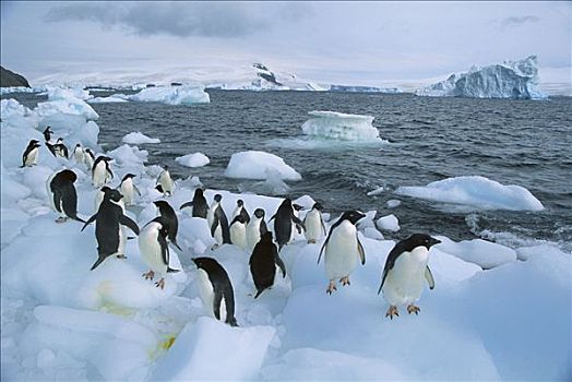 阿德利企鹅,群,冰山,保利特岛,威德尔海,南极