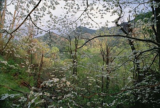树,开花,大烟山国家公园,北卡罗来纳