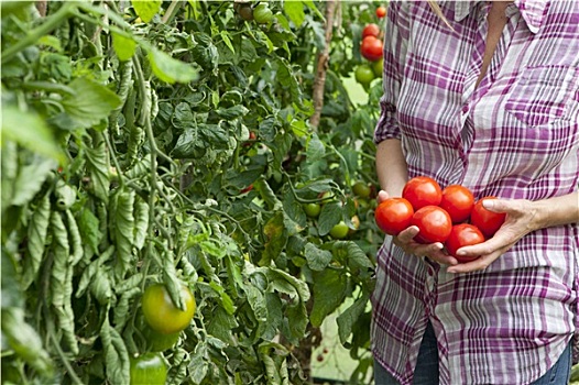 女人,挑选,成熟,西红柿,温室,花园