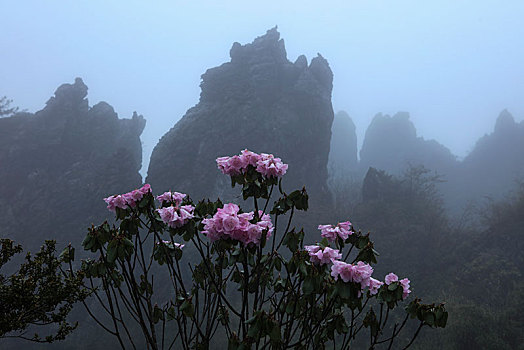 神农架,高山杜鹃,杜鹃花,野生,植物,耐寒,漂亮