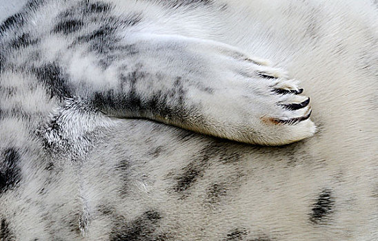 灰海豹,脚蹼,林肯郡,英国