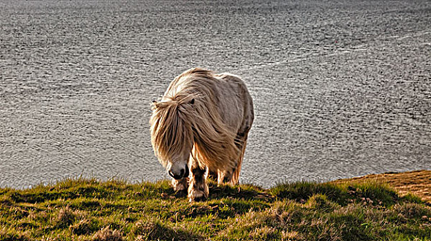 设得兰矮种马,岸边,设得兰群岛,苏格兰