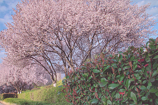 樱花树