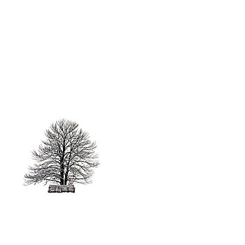 孤单,树,冬天,风景