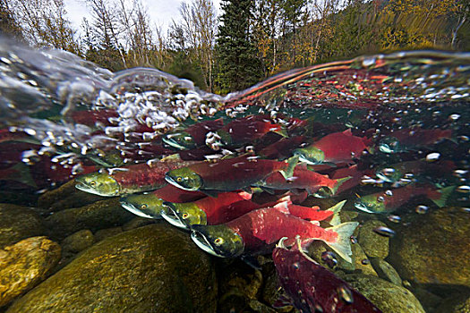 红大马哈鱼,红鲑鱼,群,游泳,树林,产卵,亚当斯河,省立公园,不列颠哥伦比亚省,加拿大