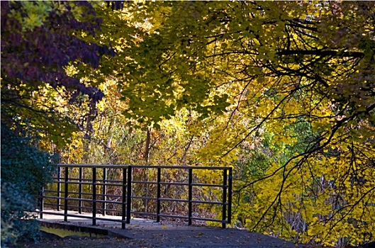 步行桥,围绕,秋色