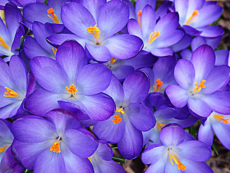 紫色,藏红花,特写