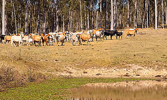 澳大利亚,菜牛,靠近,水,坝