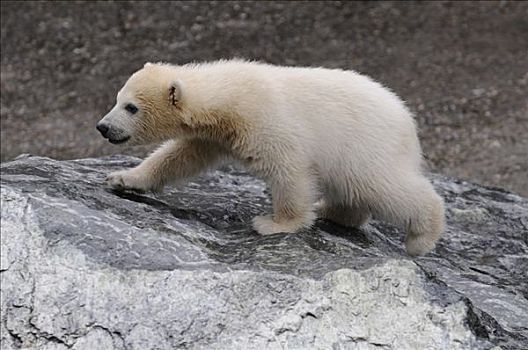 北极熊,幼兽,年轻,斯图加特,动物园,德国,欧洲