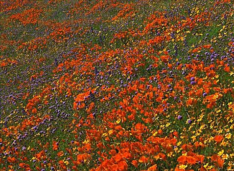 野花,羚羊谷,加利福尼亚,美国