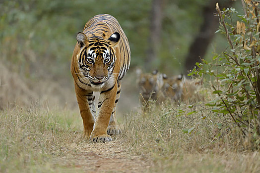 孟加拉虎,虎,幼兽,走,林中小径,拉贾斯坦邦,国家公园,印度,亚洲