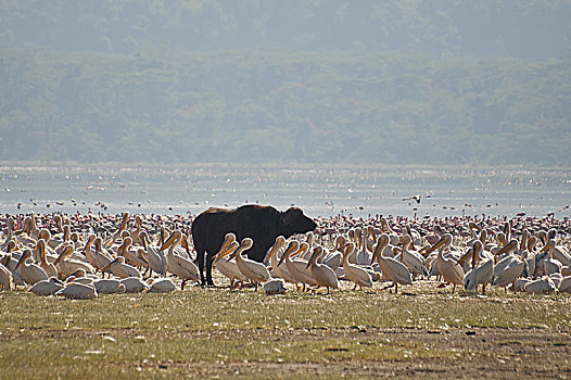 水牛,卧,水,背景,大,成群,火烈鸟,肯尼亚,非洲,纳库鲁湖国家公园