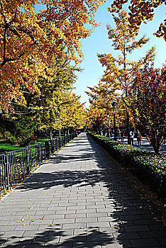地坛公园道路两旁的金黄色银杏树