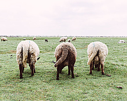 三个,绵羊,尾部