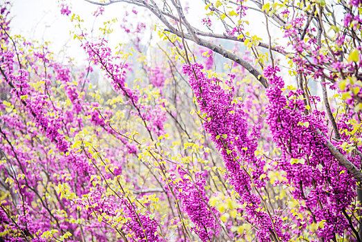 春季盛开的紫荆花特写