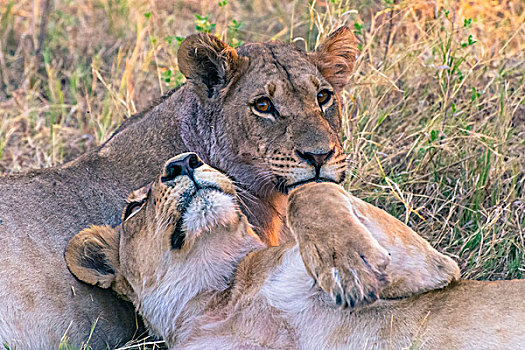 博茨瓦纳,乔贝国家公园,萨维提,幼兽,幼狮,狮子,休息