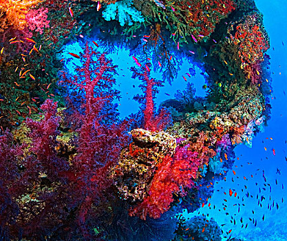 水下视角,彩色,珊瑚