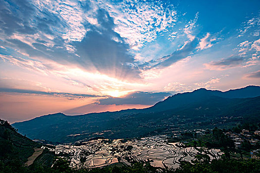 元阳梯田多衣树早晨