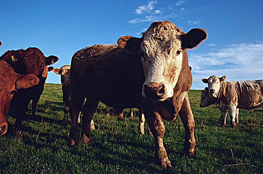 母牛,土地,苏格兰
