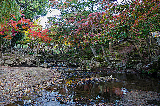 日本奈良公园的秋天
