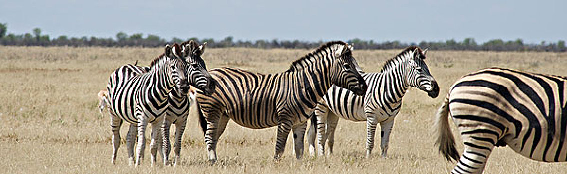 纳米比亚,埃托沙国家公园,白氏斑马,斑马