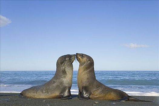 南极软毛海豹,毛海狮,幼仔,接触,鼻子,海滩,金港,南乔治亚,南大洋,南极辐合带