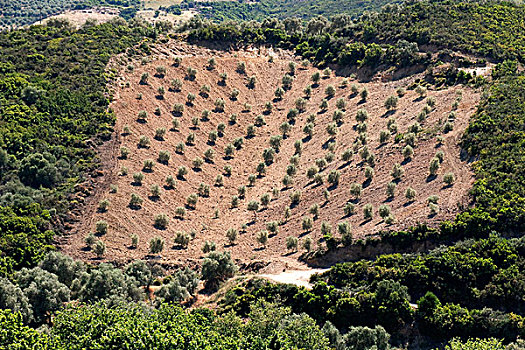 橄榄,种植园,靠近,克里特岛,希腊,欧洲