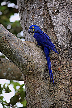紫蓝金刚鹦鹉,成年,树,潘塔纳尔,巴西,南美