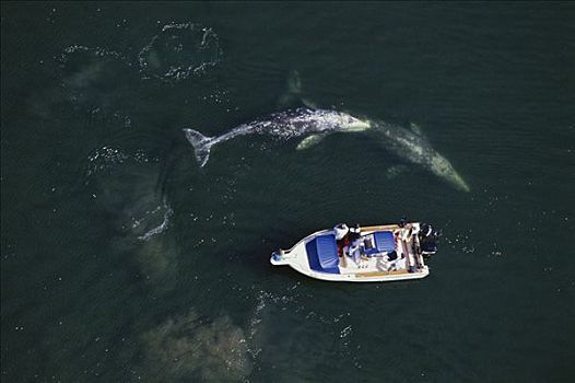 灰鲸,平面,温哥华岛,研究,船,加拿大