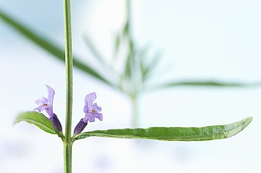 花,嫩枝,薰衣草