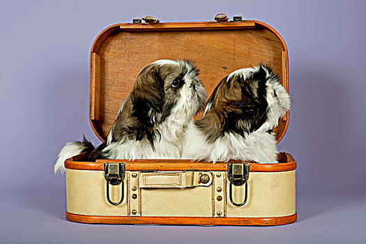 两个,西施犬,小狗,10星期大,金色,白色,手提箱