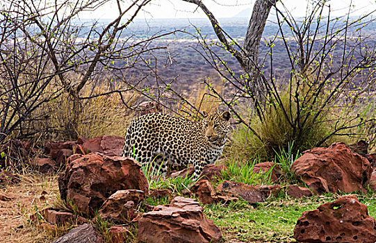 纳米比亚,野生,豹,自然保护区,灌木,露营